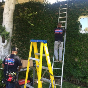 Ivy ladder installation
